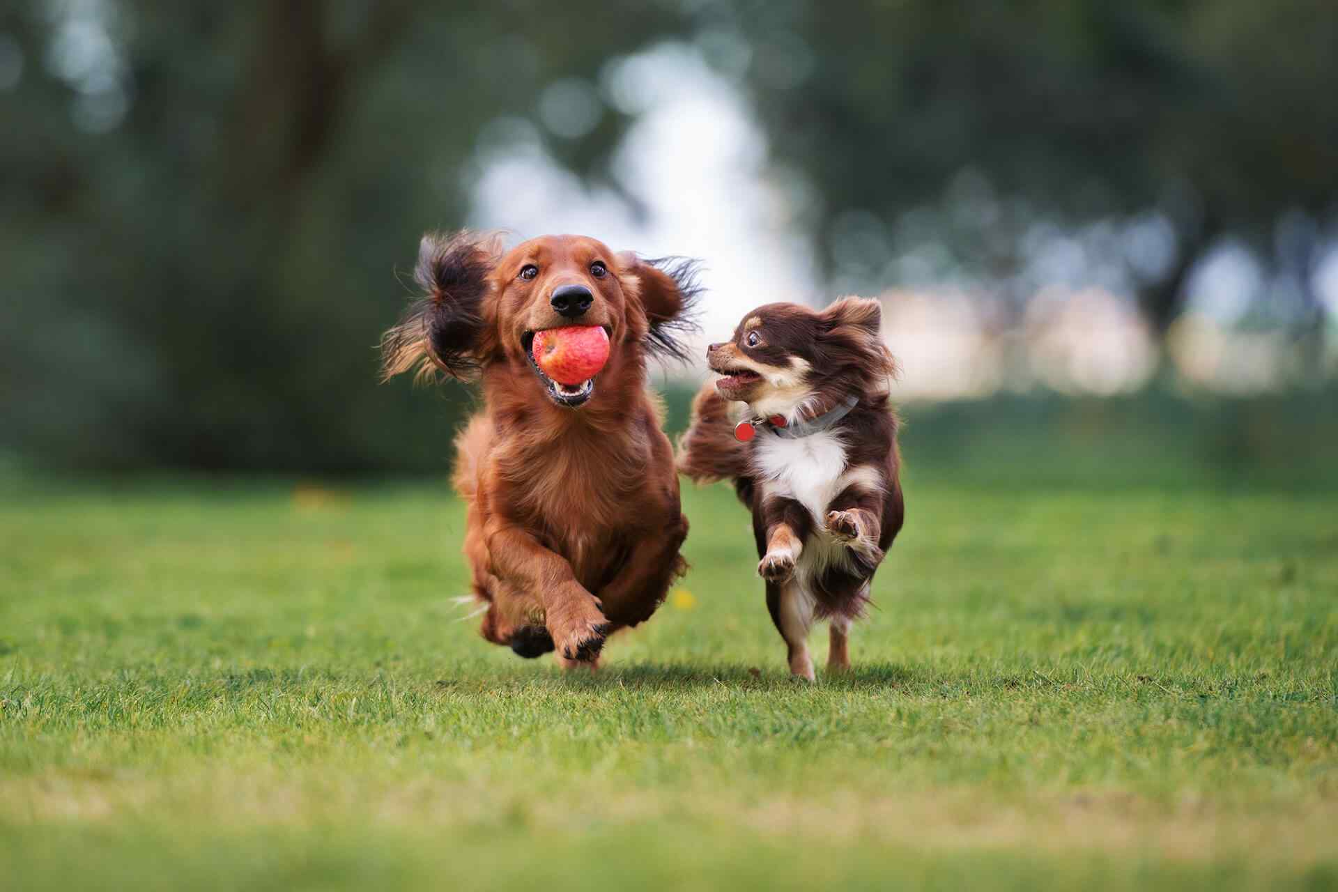 https://petss.top/wp-content/uploads/2018/09/portfolio_04.jpg
