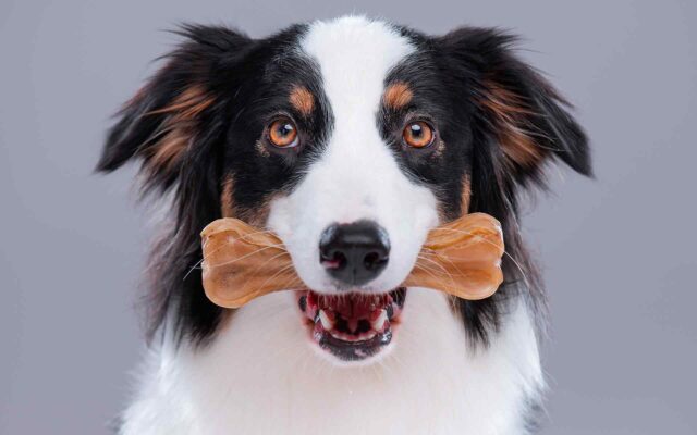 Best Summer Activities for Dog Owners