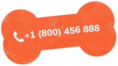 https://petss.top/wp-content/uploads/2019/07/text_02.png