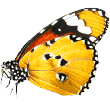 https://petss.top/wp-content/uploads/2019/08/butterfly.png
