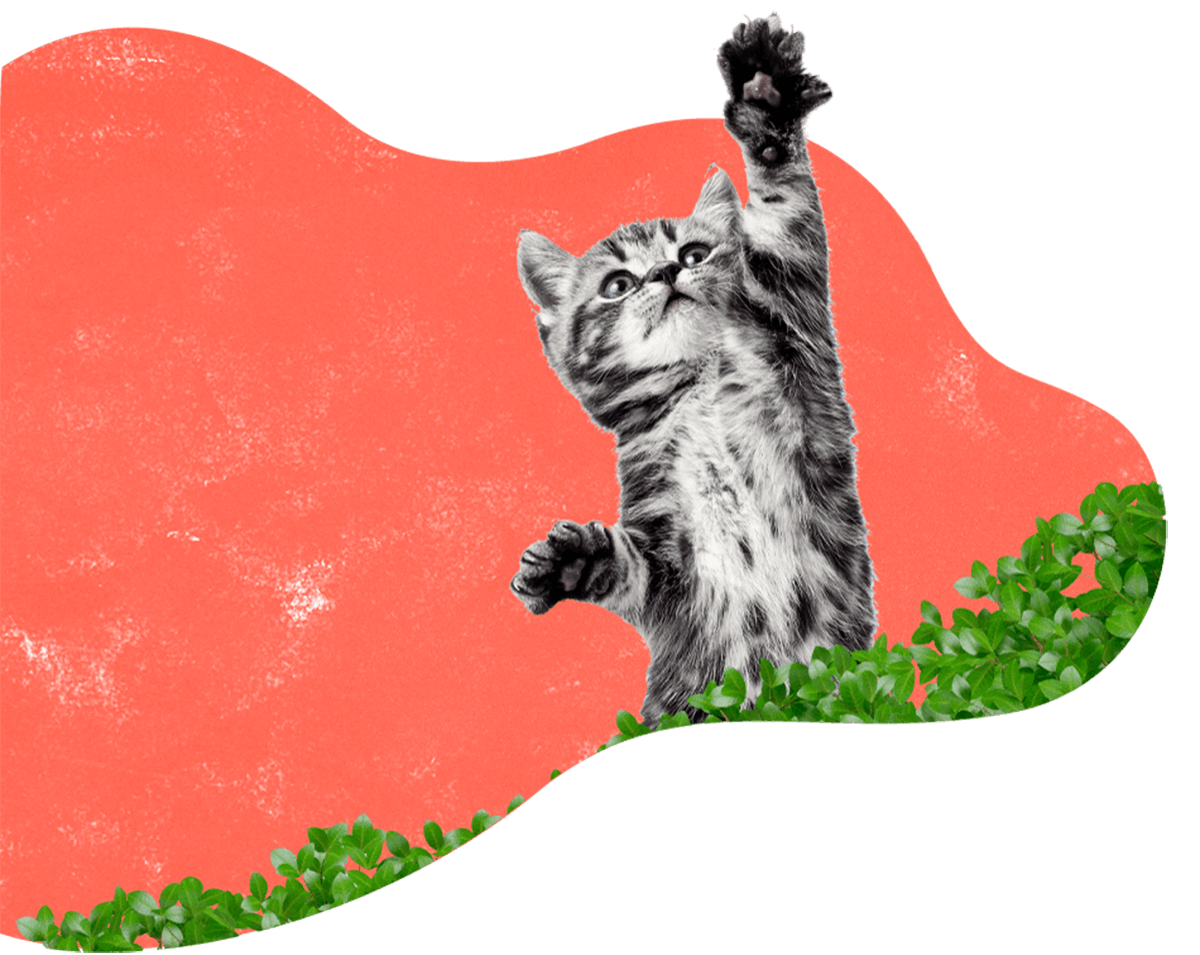 https://petss.top/wp-content/uploads/2019/08/hero_image_12.png